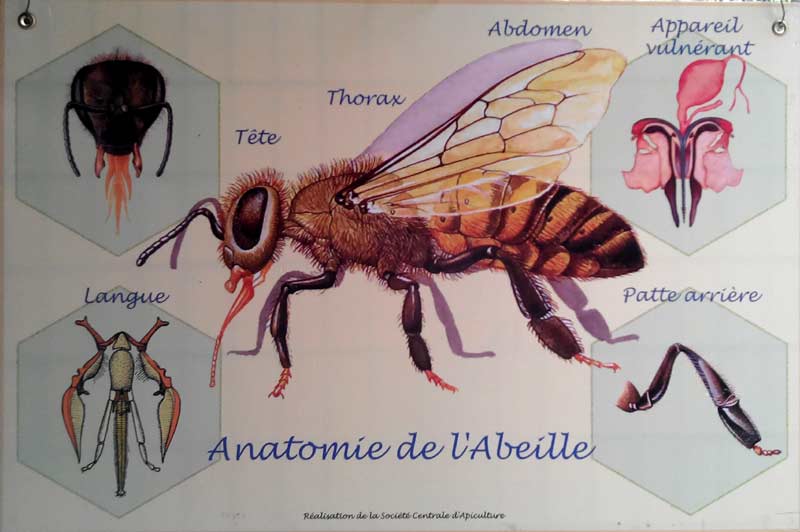 abeilles fiches maternelle
